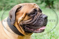 Collare classico di pelle per Bullmastiff Collare classico di pelle per Bullmastiff