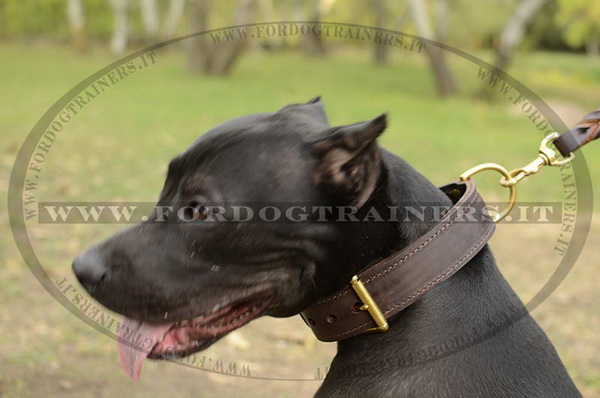 American Pit Bull Terrier con collare di cuoio
