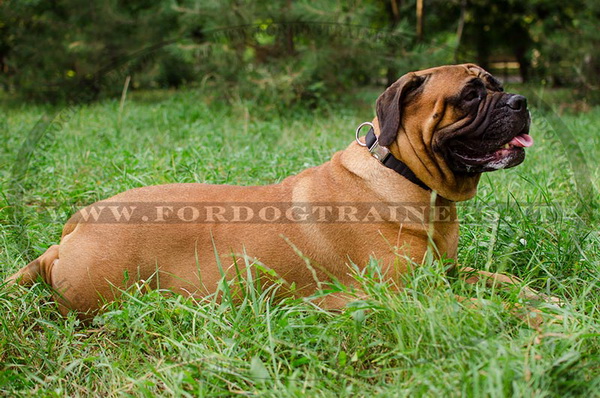 Bullmastiff con collare regolabile