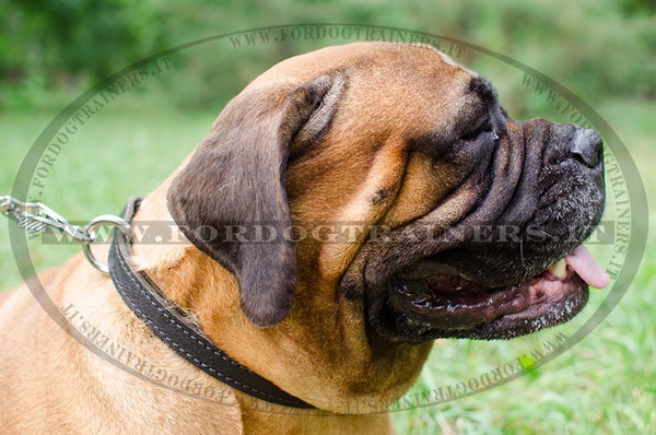 Bullmastiff con collare a strozzo