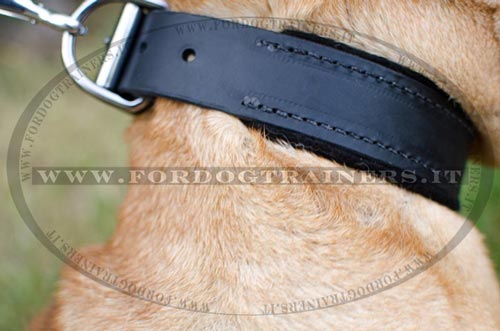 Shar Pei con collare decorativo