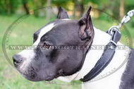 Collare in cuoio C24, 25mm per American Staffordshire Terrier Collare in cuoio C24, 25mm per American Staffordshire Terrier
