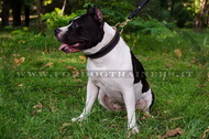Collare con design classico di cuoio per Amstaff Collare con design classico di cuoio per Amstaff
