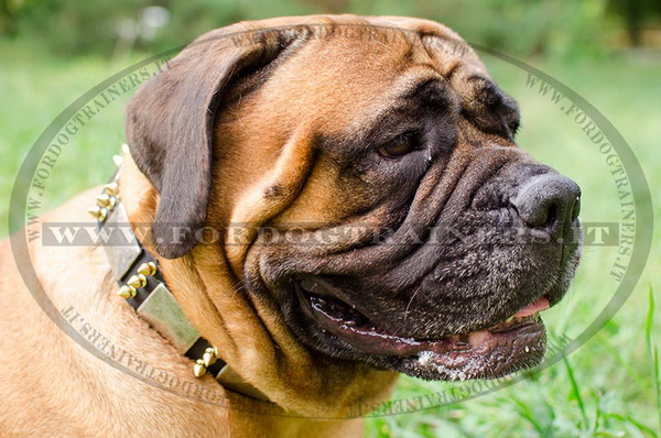 Bullmastiff con collare decorativo