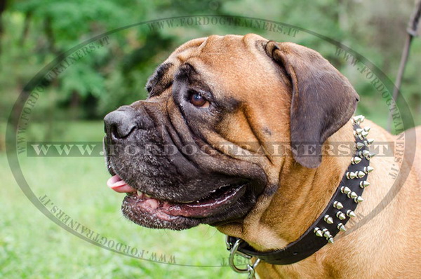 Bullmastiff con collare decorativo