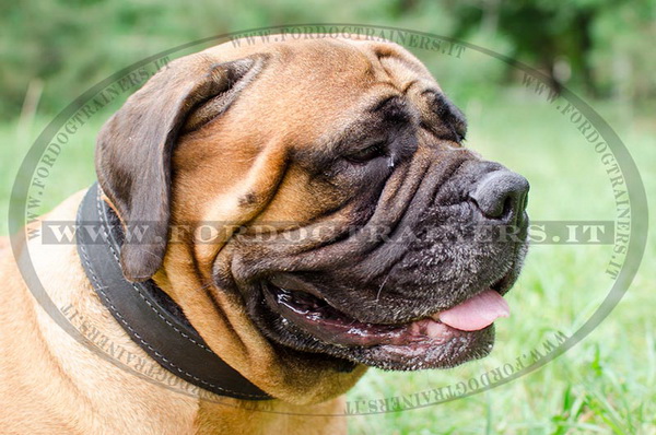 Bullmastiff con collare decorativo