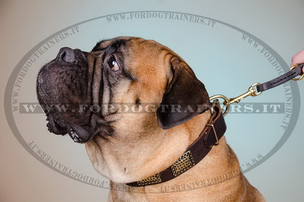 Bullmastiff con collare con design esclusivo