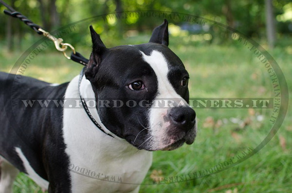 Collare di pelle nera per American Staffordshire Terrier