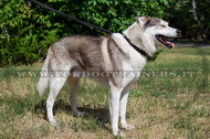 Collare classico, 25 mm per Laika della Siberia Occidentale Collare classico, 25 mm per Laika della Siberia Occidentale