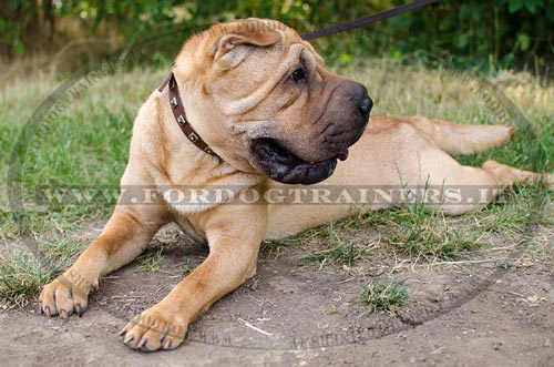 Shar Pei con collare decorativo