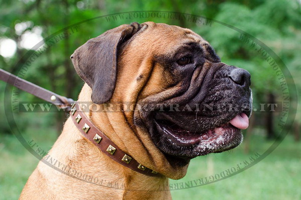 Bullmastiff con collare decorativo