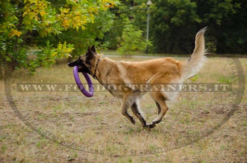 Tervuren con collare decorativo