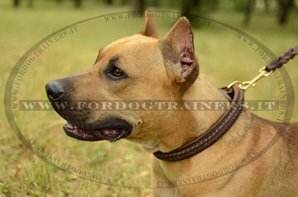 American Staffordshire Terrier con collare decorativo