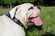 Collare in cuoio con pietre azzurre per Bulldog americano Collare in cuoio con pietre azzurre per Bulldog americano