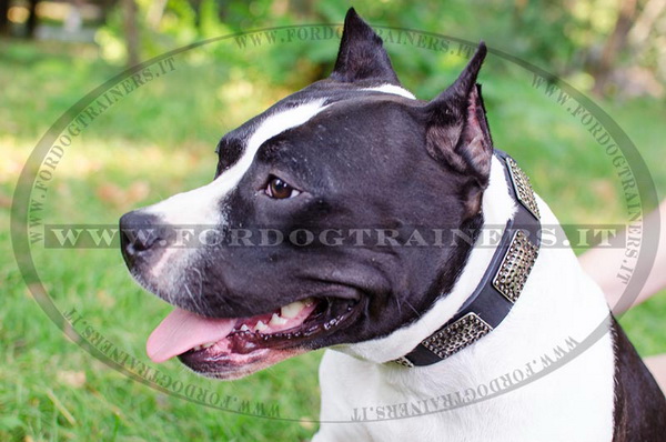 Amstaff con collare decorativo con piastre nichelate