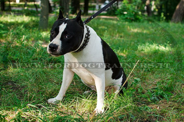 American Staffordshire Terrier con collare decorativo