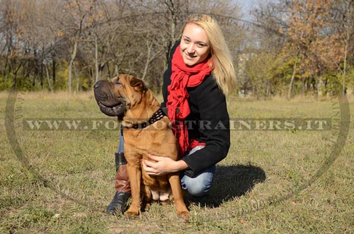 Shar Pei con collare decorativo