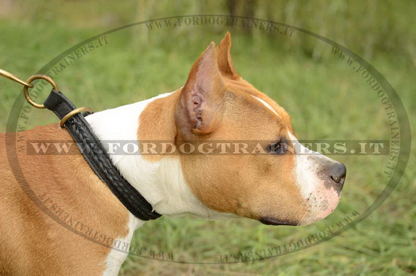 American Staffordshire Terrier con collare decorativo