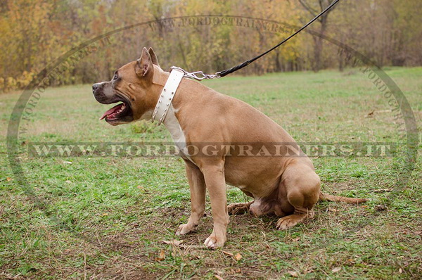 Amstaff con collare di cuoio