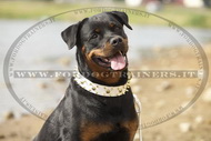 Collare in cuoio con borchie decorative per Rottweiler Collare in cuoio con borchie decorative per Rottweiler