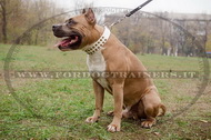 Collare in cuoio bianco con piramidi per Amstaff Collare in cuoio bianco con piramidi per Amstaff