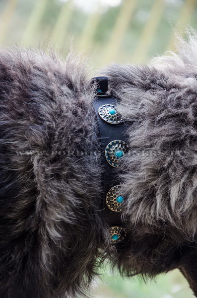 Pastore del Caucaso con collare decorativo