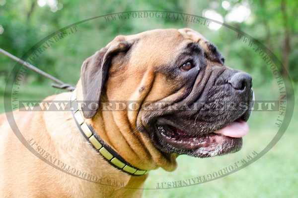 Bullmastiff con collare di cuoio