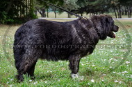 Collare con borchie a punta per Cane da pastore del Caucaso Collare con borchie a punta per Cane da pastore del Caucaso