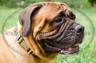 Collare con punte e piastre per Bullmastiff Collare con punte e piastre per Bullmastiff