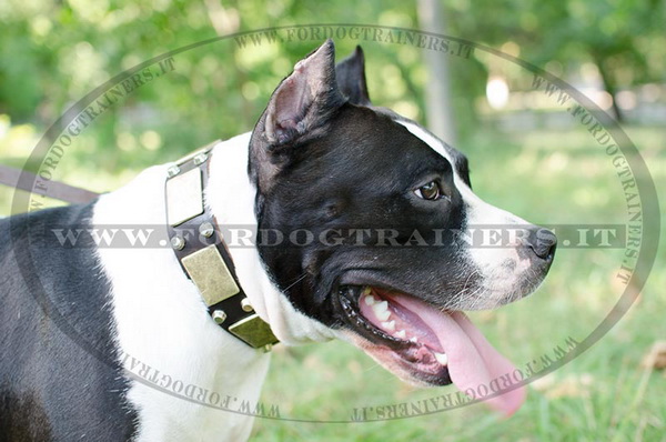 American Staffordshire Terrier con collare esclusivo