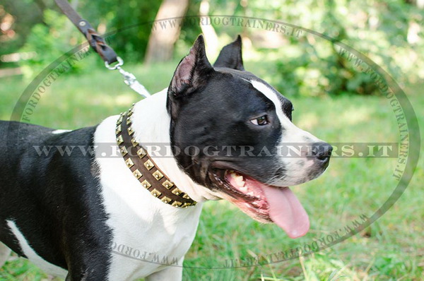 American Staffordshire Terrier con collare decorativo