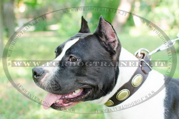 Amstaff con collare decorativo