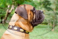 Collare con borchie ovali per Bullmastiff Collare con borchie ovali per Bullmastiff