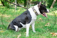 Collare decorativo per American Staffordshire Terrier Collare decorativo per American Staffordshire Terrier