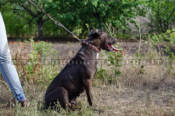American Pit Bull Terrier con collare decorativo
