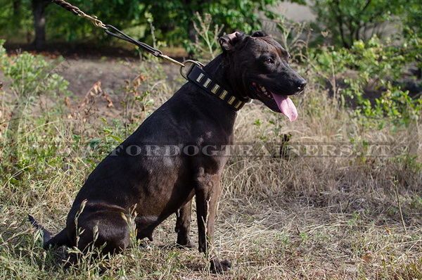 American Pit Bull Terrier con collare con design originale