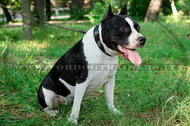 Collare decorativo con borchie rotonde per Amstaff Collare decorativo con borchie rotonde per Amstaff