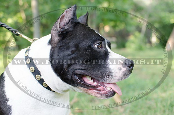 American Staffordshire Terrier con collare decorativo