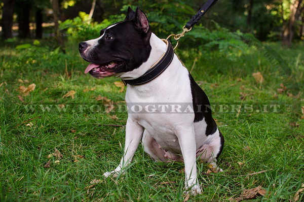 American Staffordshire Terrier con collare di pelle