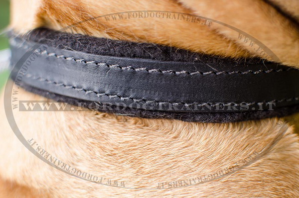 Collare classico con fodera per Bullmastiff