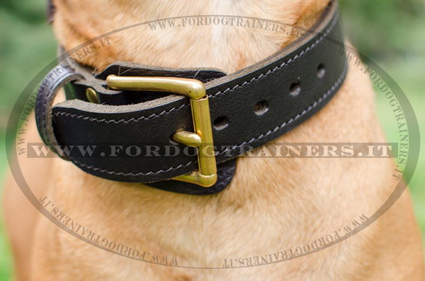 Bullmastiff con collare di cuoio