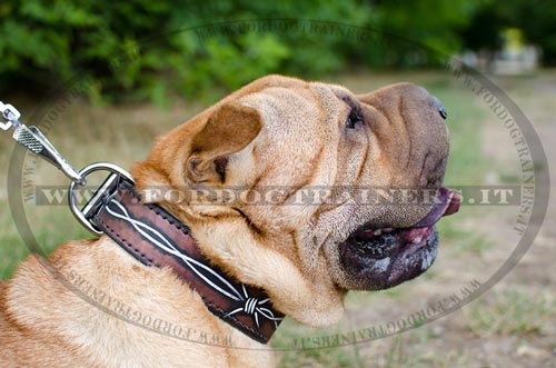 Shar Pei con collare decorativo