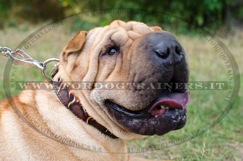 Shar Pei con collare decorativo