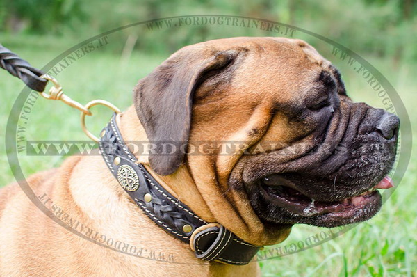 Bullmastiff con collare decorativo