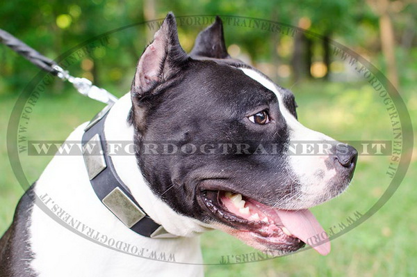 Amstaff con collare decorativo