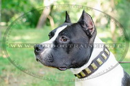 Collare con piastre di ottone per Amstaff Collare con piastre di ottone per Amstaff