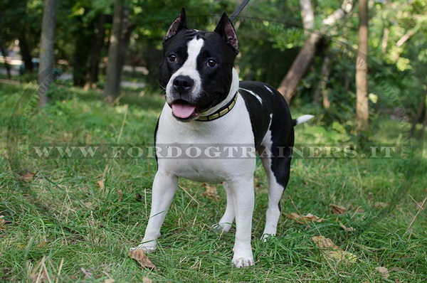 American Staffordshire Terrier con collare di cuoio