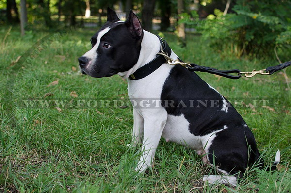 American Staffordshire Terrier con collare originale di cuoio