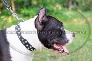 Collare in cuoio con borchie a piramide per Amstaff Collare in cuoio con borchie a piramide per Amstaff