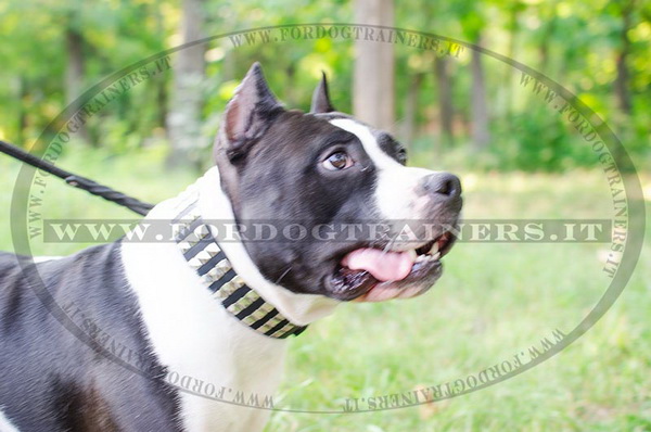 American Staffordshire Terrier con collare decorativo